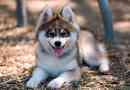 Alvás - husky és spitz